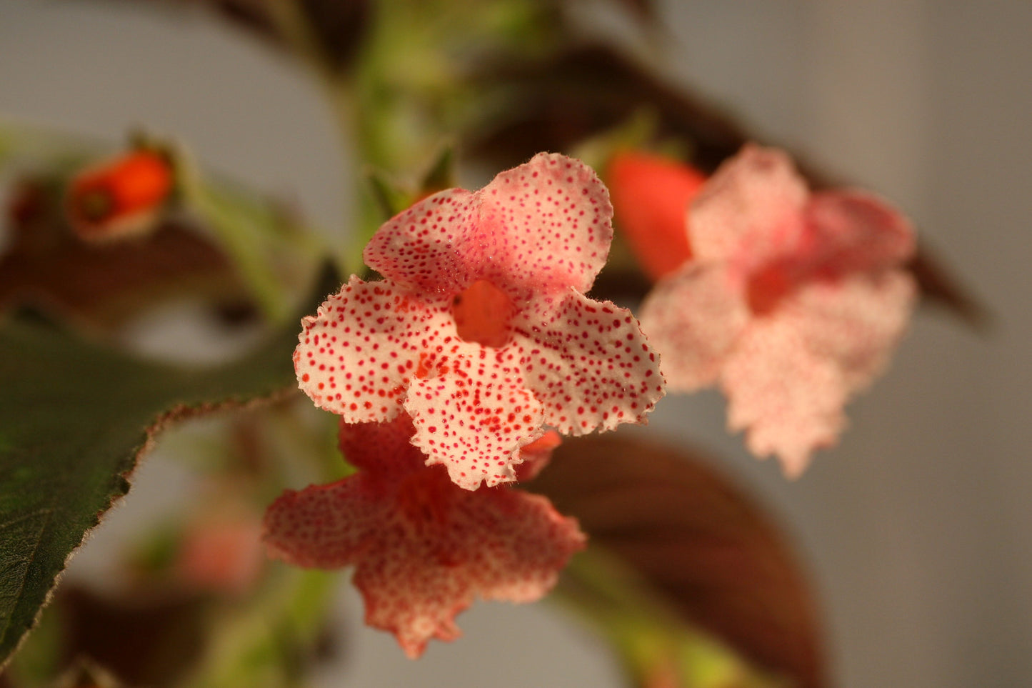 Kohleria Queen Victoria - Dibleys