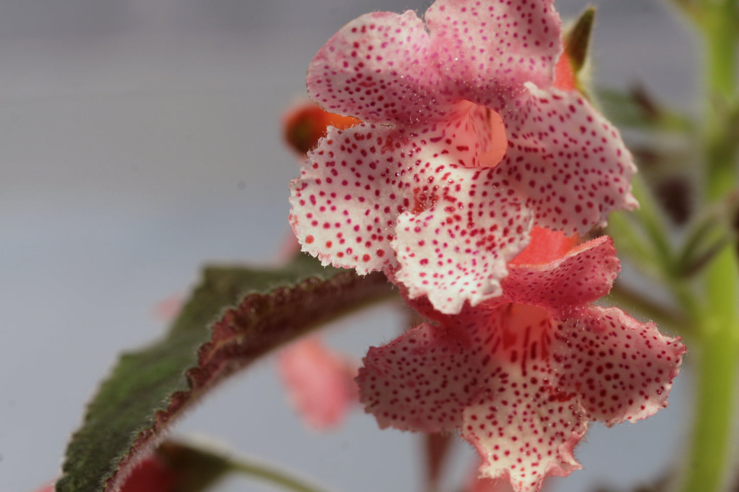 Kohleria Queen Victoria - Dibleys