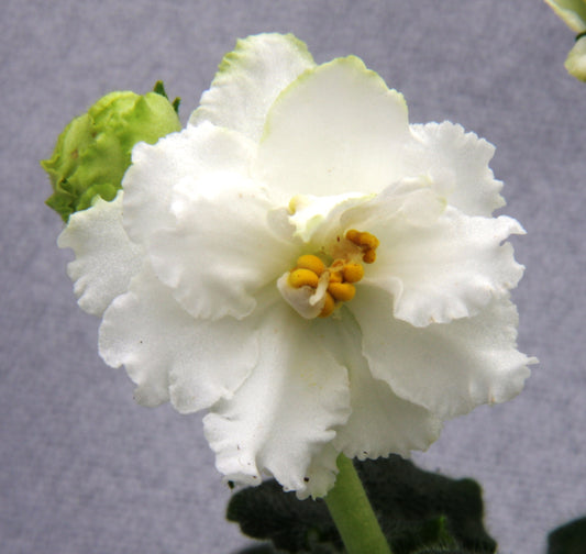 Saintpaulia RS-Ballerina