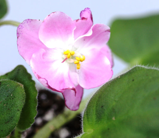 RS-Boginya Aurora - Dibleys