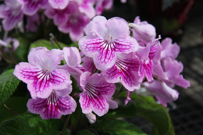 Streptocarpus Rachael