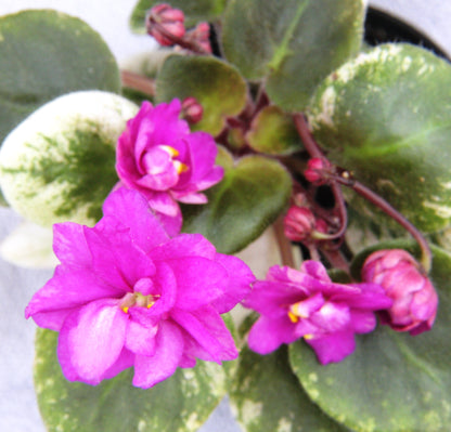 Ramblin' Spots - Dibleys