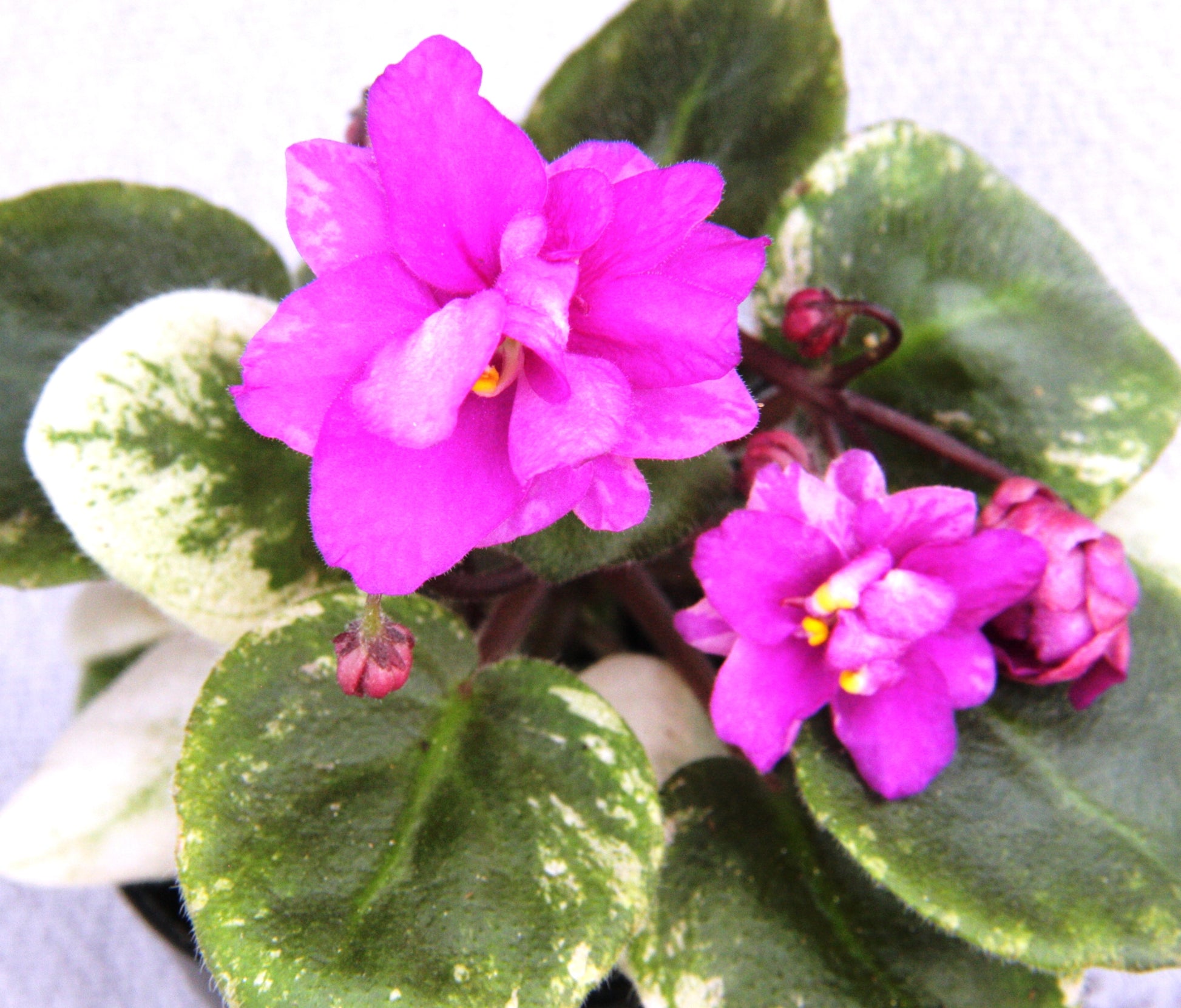 Ramblin' Spots - Dibleys