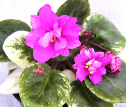 Ramblin' Spots - Dibleys