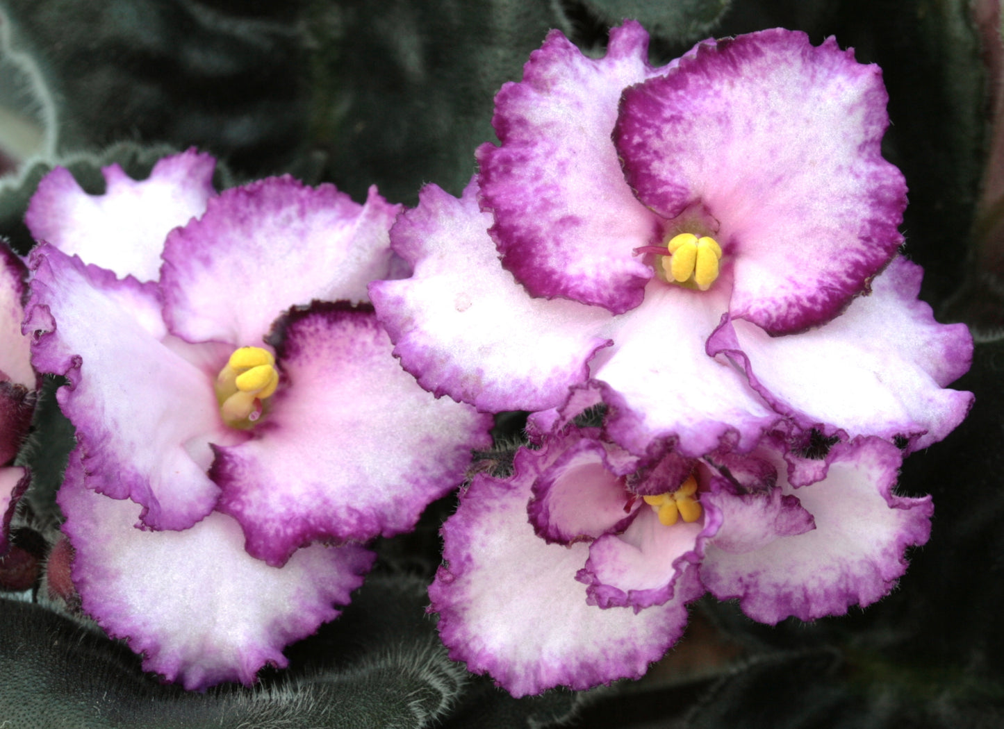 Raspberry Crisp - Dibleys