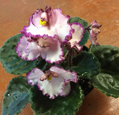 Saintpaulia Raspberry Crisp