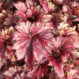 Begonia Raspberry Swirl
