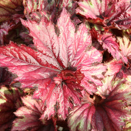 Begonia Raspberry Swirl