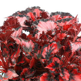 Begonia Red Robin