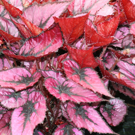 Begonia Regal Minuet