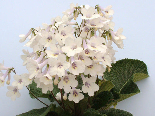 Streptocarpus Rhiannon - Dibleys