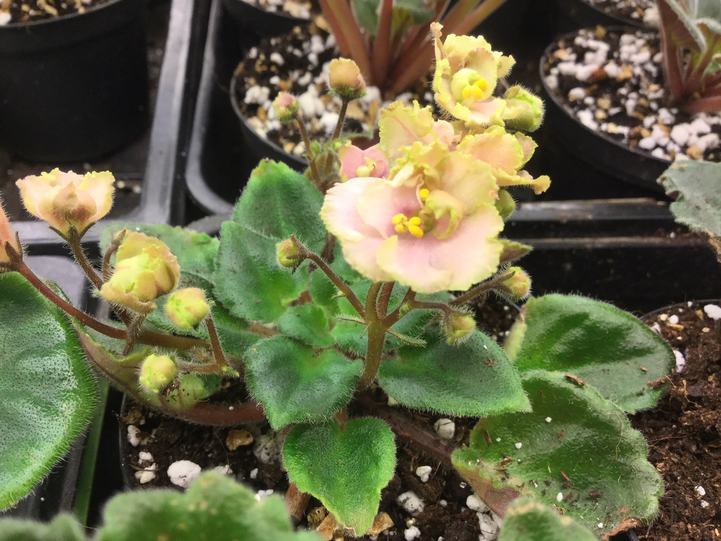 Rob's Antique Rose - Dibleys