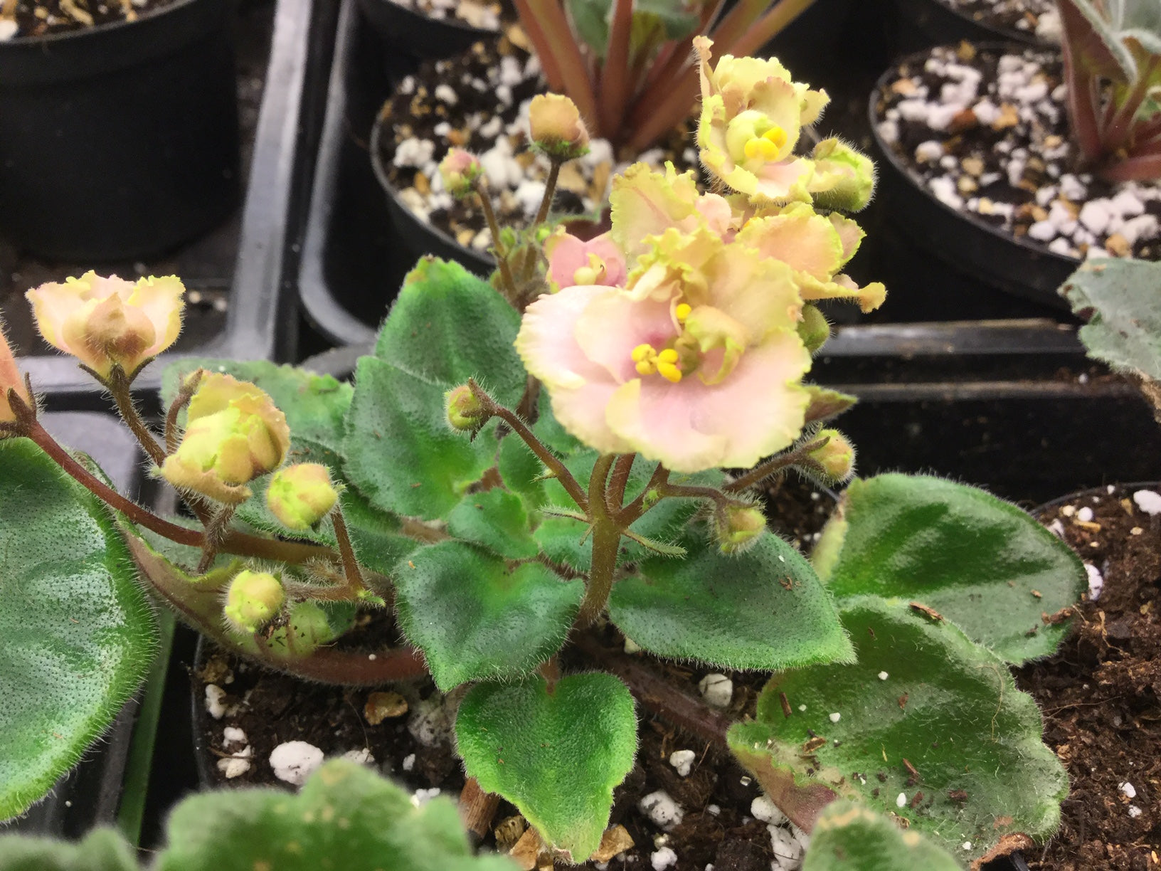 Rob's Antique Rose - Dibleys