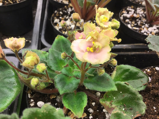 Rob's Antique Rose - Dibleys