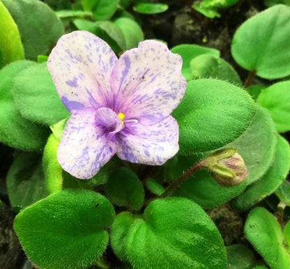Rob's Lilli Pilli - Dibleys
