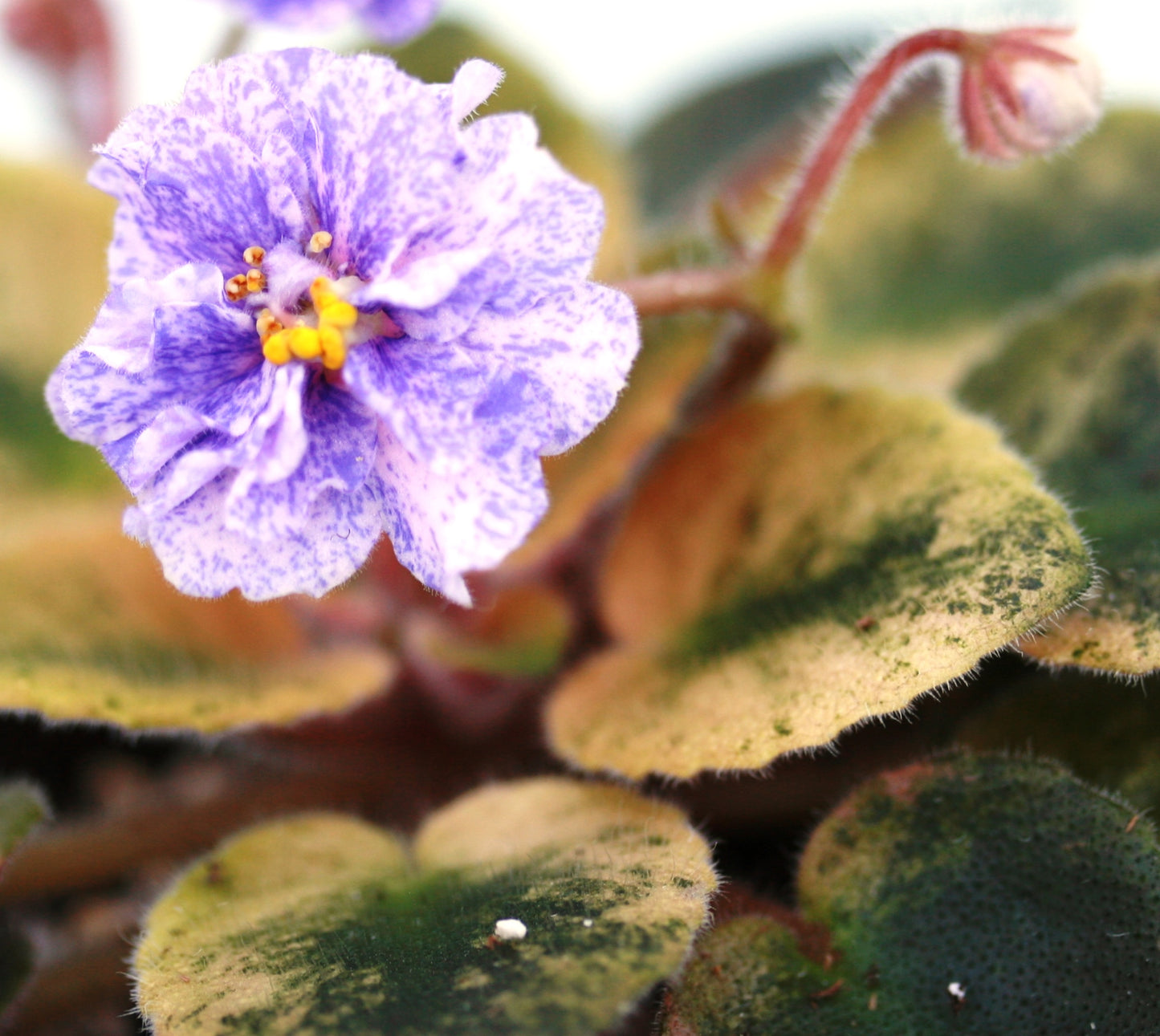 Rob's Argyle Socks - Dibleys