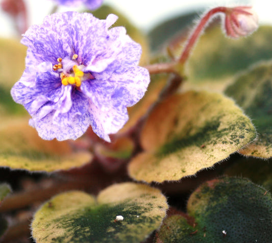 Rob's Argyle Socks - Dibleys