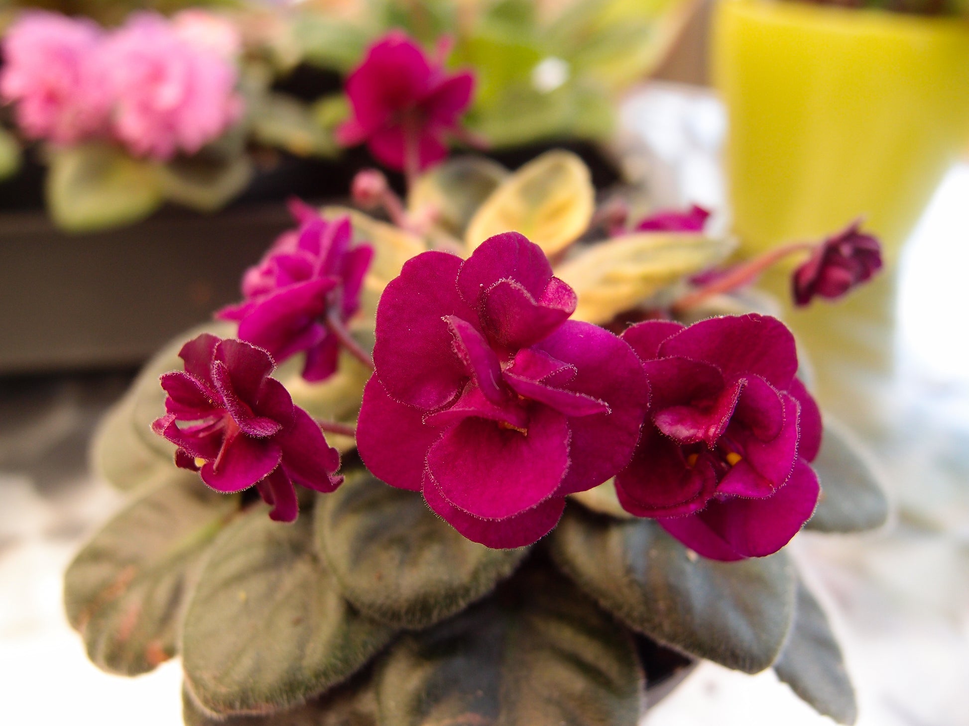 Rob's Bed Bug - Dibleys