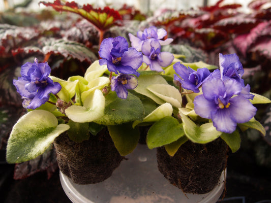 Saintpaulia Rob's Chilly Willy - Dibleys