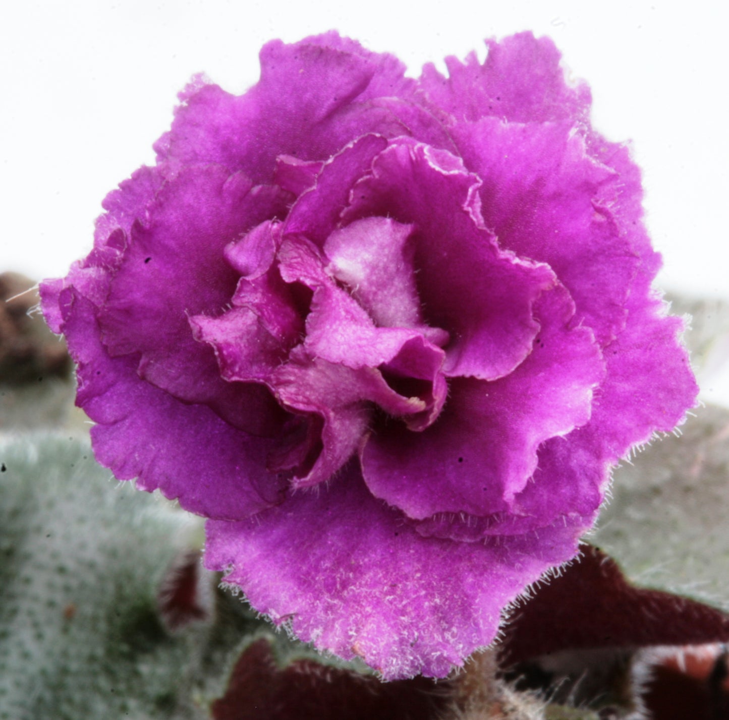 Rob's Hot Tamale - Dibleys