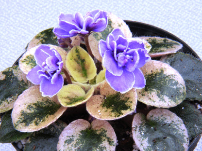 A Collection of Saintpaulia - Dibleys