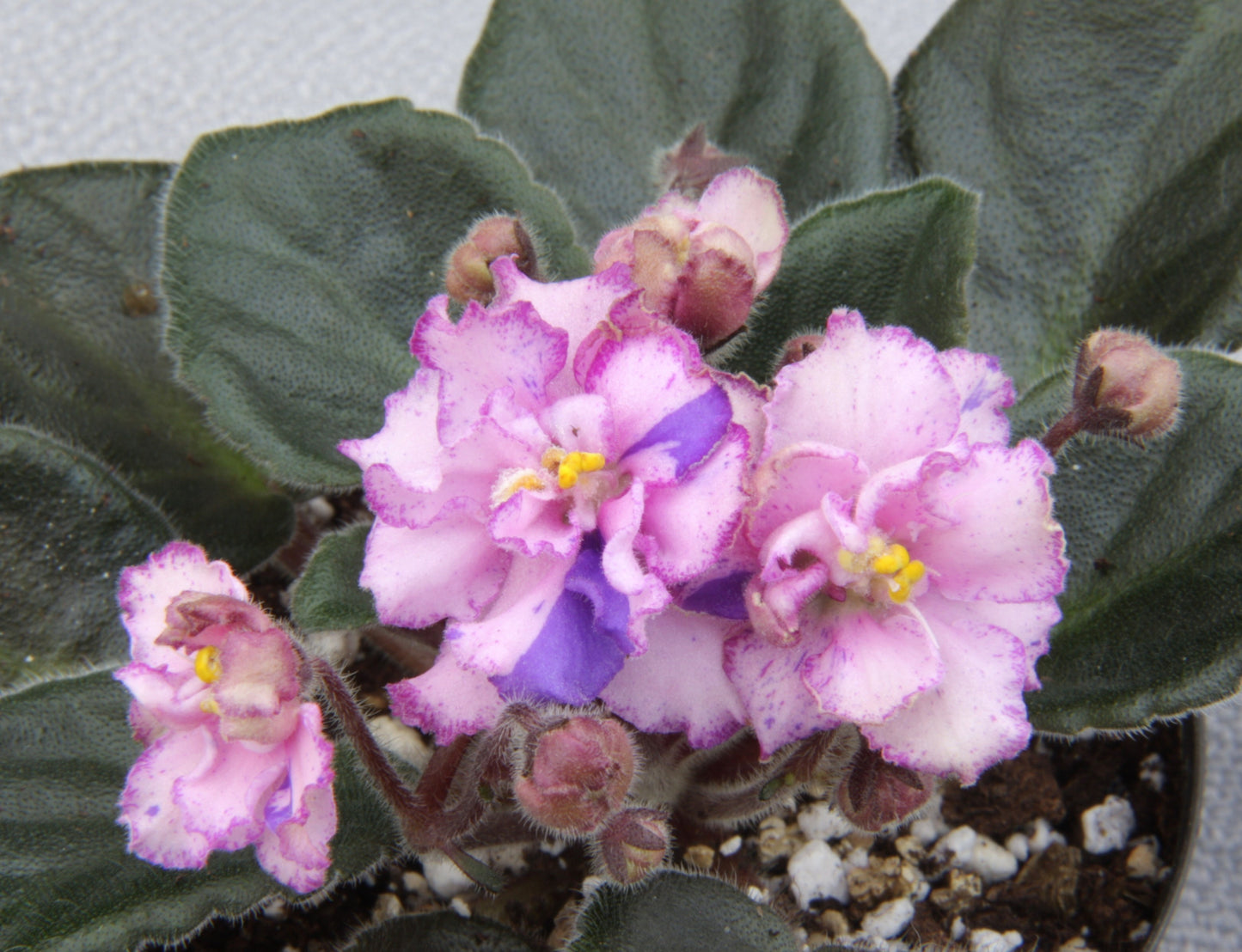 Saintpaulia Rob's Mad Cat - Dibleys