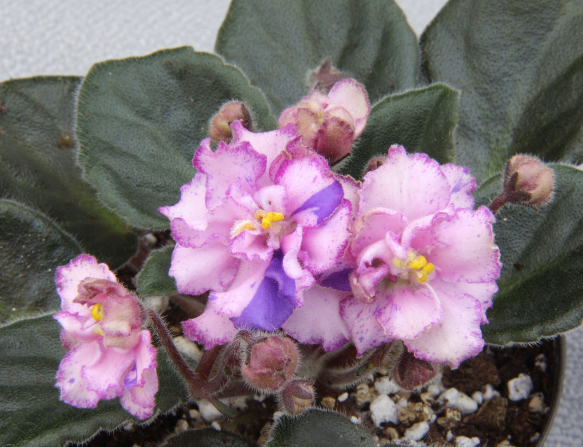 Saintpaulia Rob's Mad Cat - Dibleys