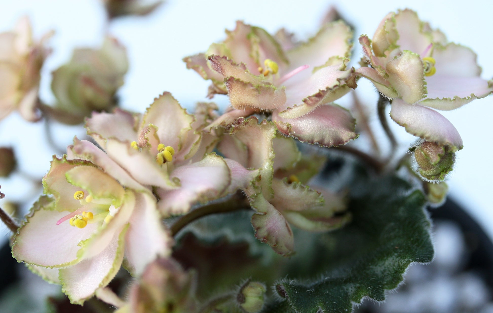 Rob's Sarsparilla - Dibleys