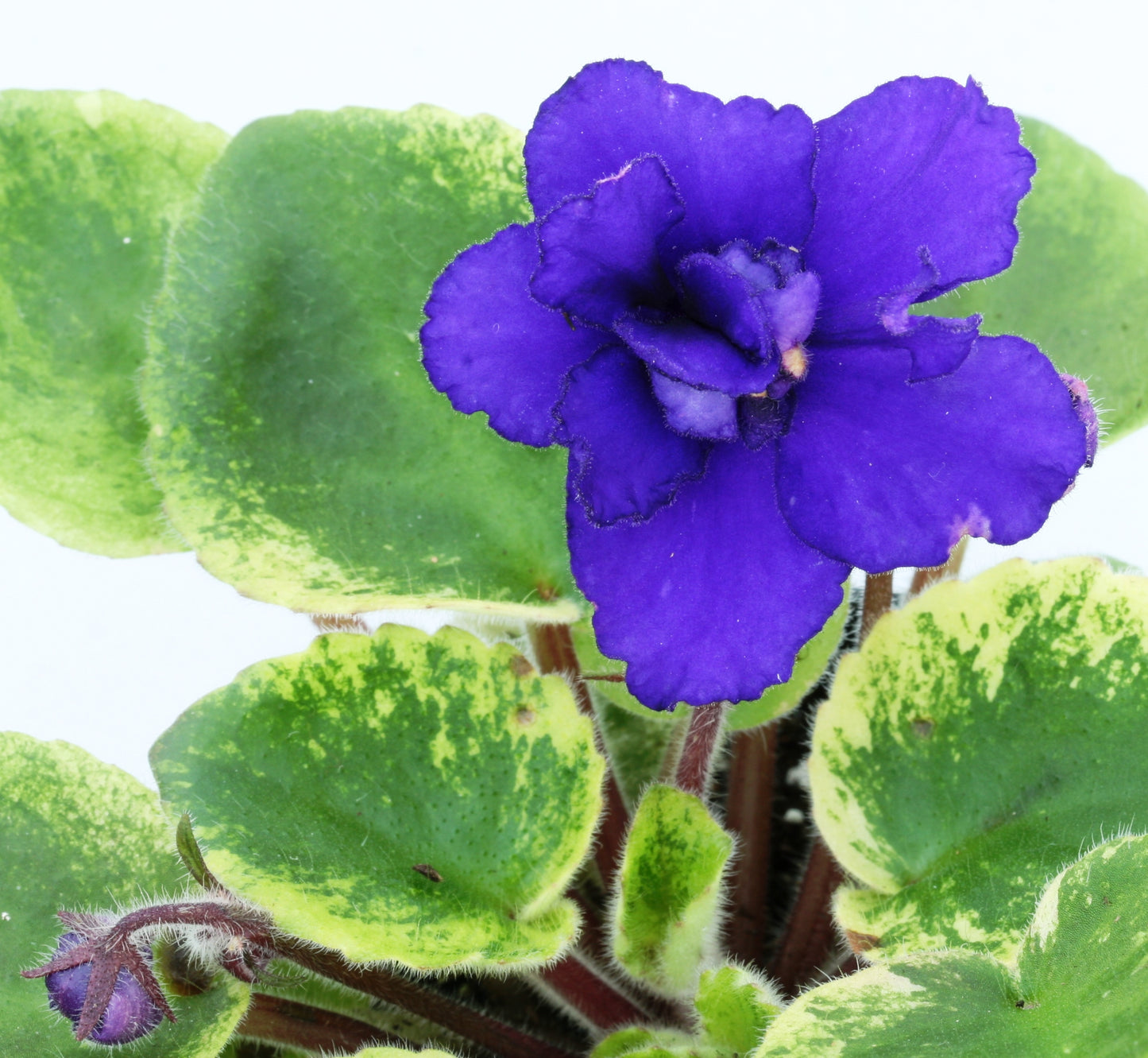 Rob's Shadow Magic - Dibleys