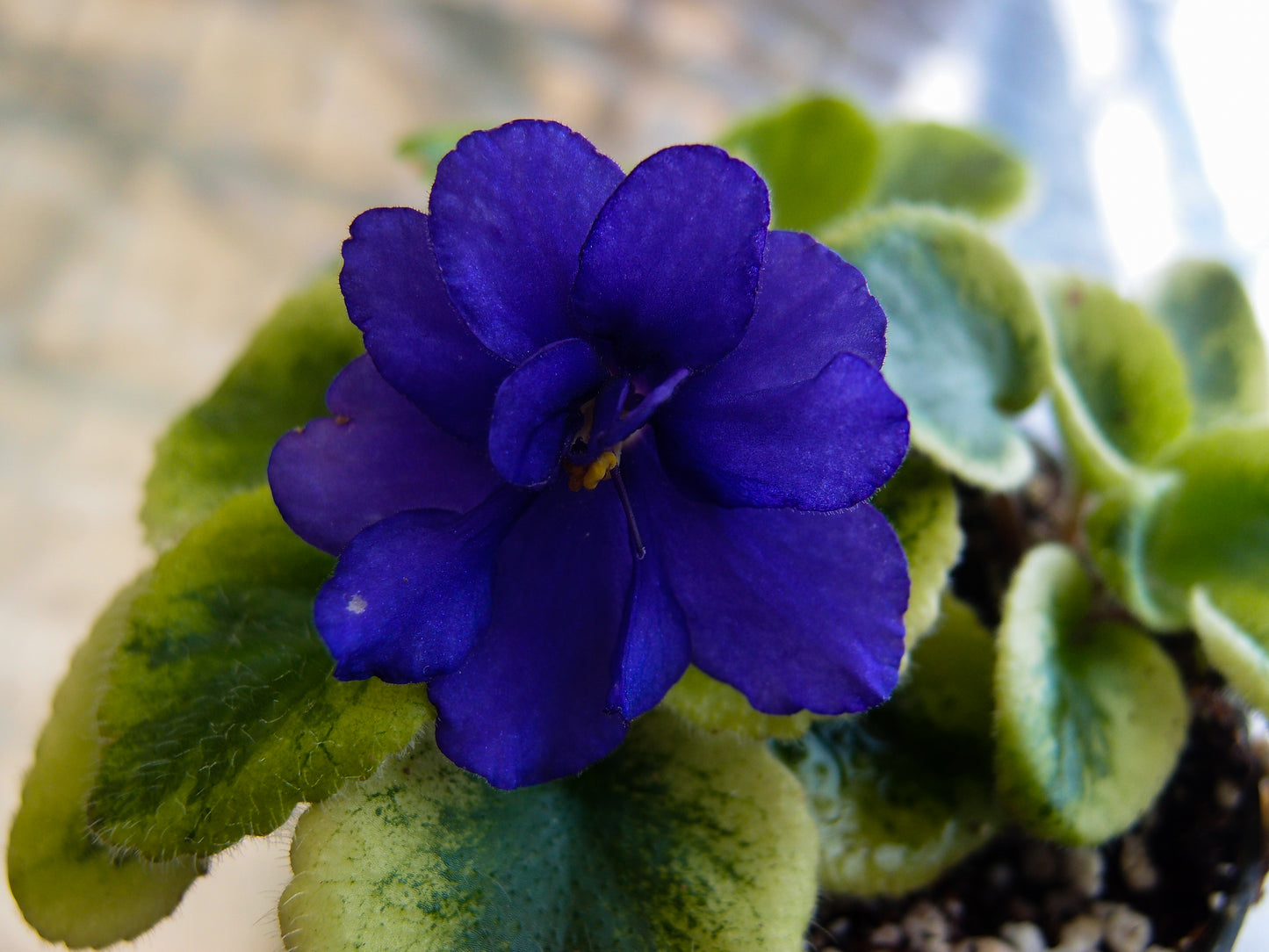 Rob's Shadow Magic - Dibleys