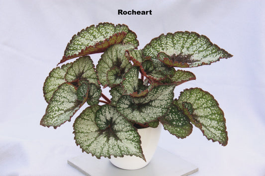 Large Foliage Begonias - Dibleys
