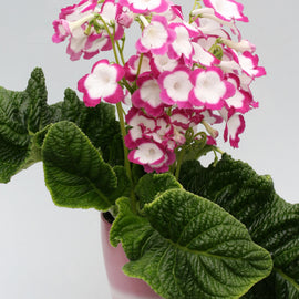 Streptocarpus Rose Halo