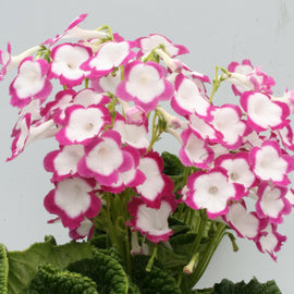 Streptocarpus Rose Halo