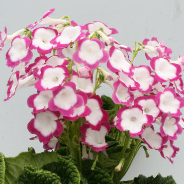 Streptocarpus Rose Halo