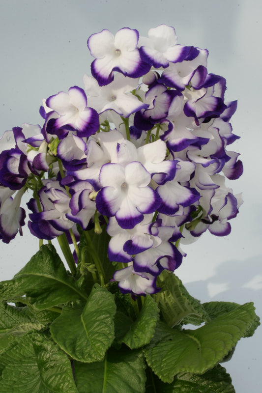 Streptocarpus Roulette Azur PBR - Dibleys