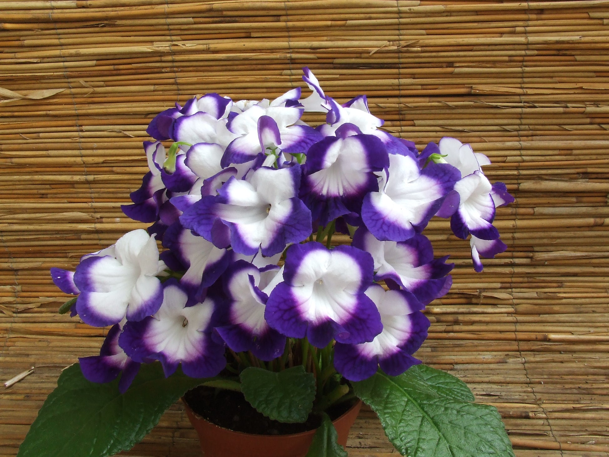 Streptocarpus Roulette Azur PBR - Dibleys