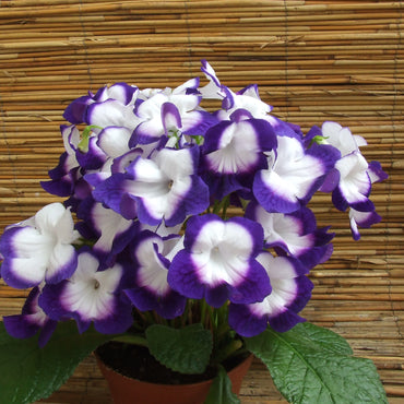 Streptocarpus Roulette Azur