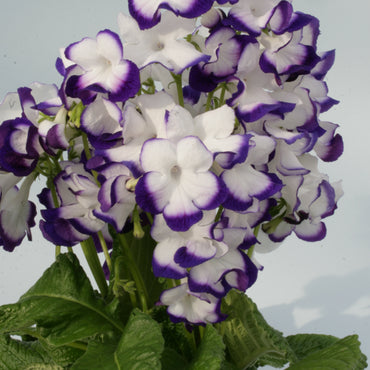 Streptocarpus Roulette Azur