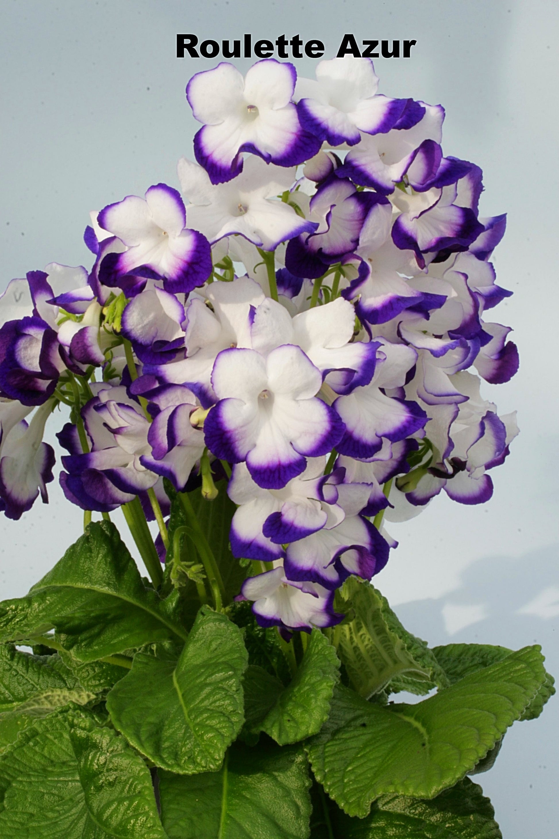 Streptocarpus Fleischle Collection A & B - Dibleys