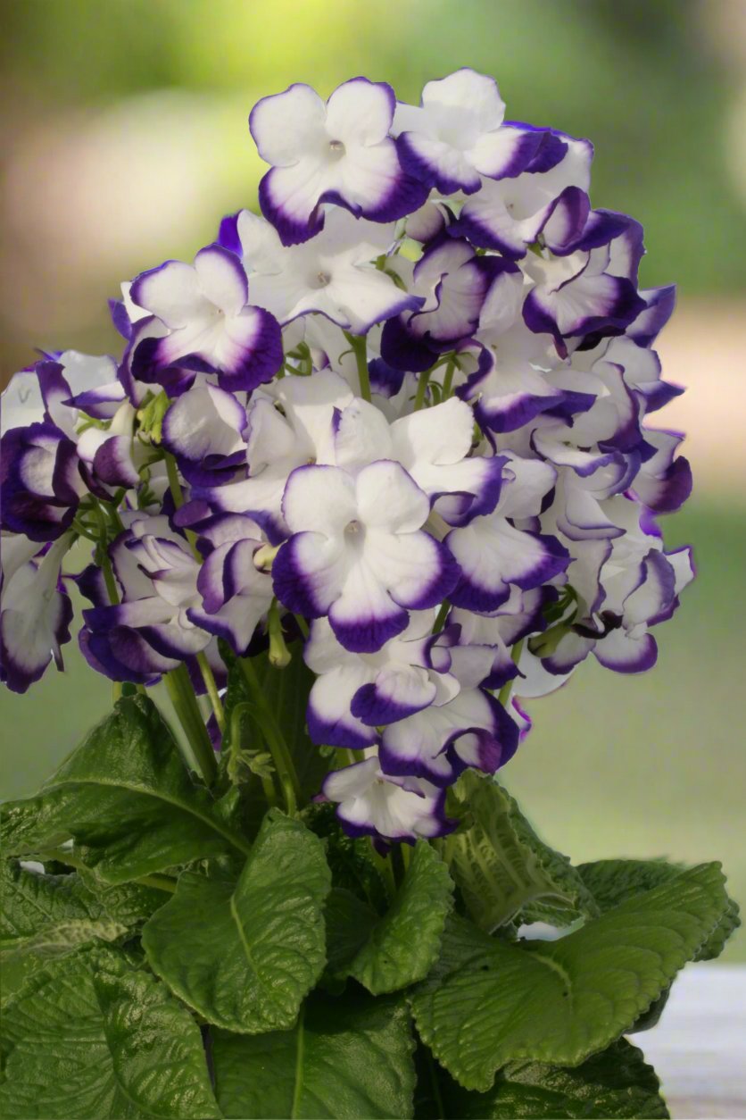 Streptocarpus Fleischle Collection A - Dibleys