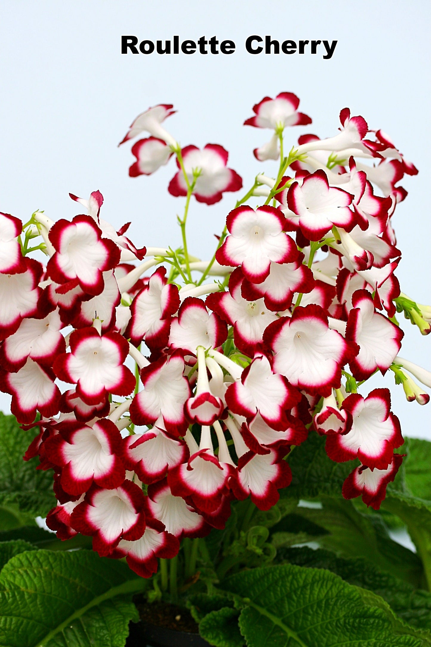 Streptocarpus Fleischle Collection A & B - Dibleys