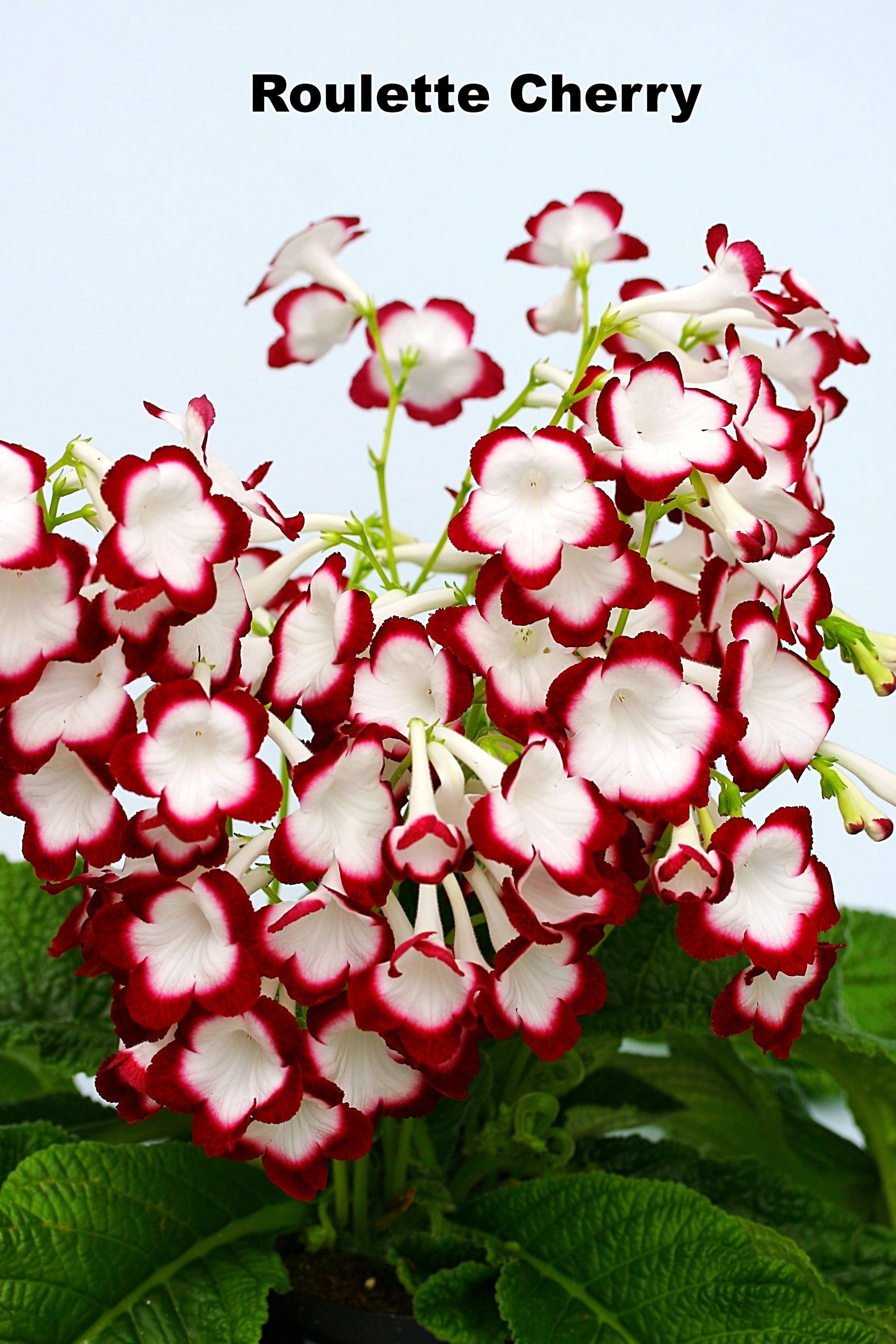 Streptocarpus Fleischle Collection A & B - Dibleys