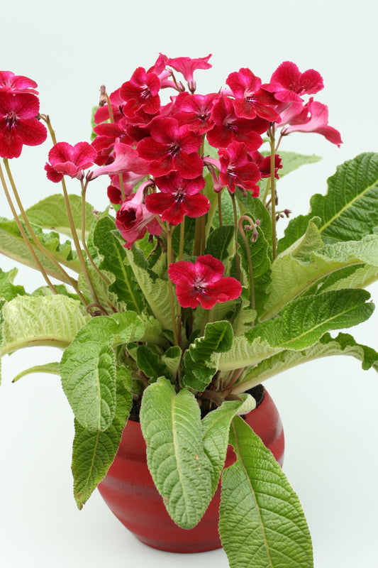 Streptocarpus Rubina - Dibleys