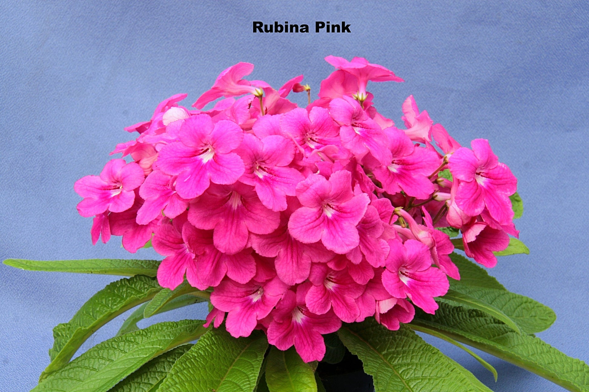 Streptocarpus Fleischle Collection A & B - Dibleys