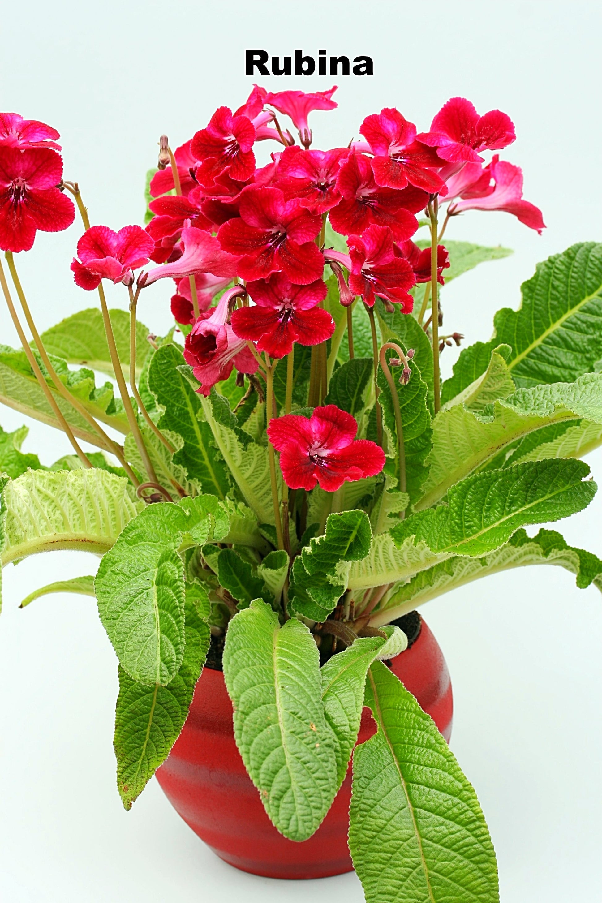 Streptocarpus Fleischle Collection A & B - Dibleys