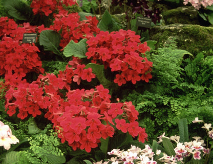 Streptocarpus Ruby - Dibleys