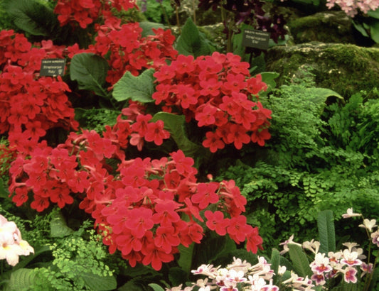 Streptocarpus Ruby - Dibleys