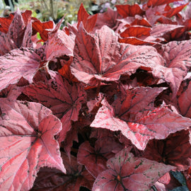 Begonia Ruby Celebration