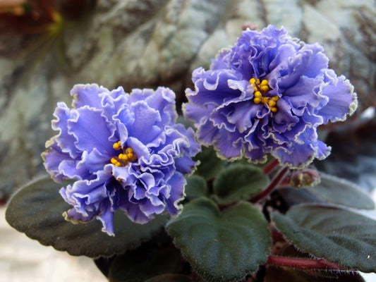 Saintpaulia Ruffled Skies