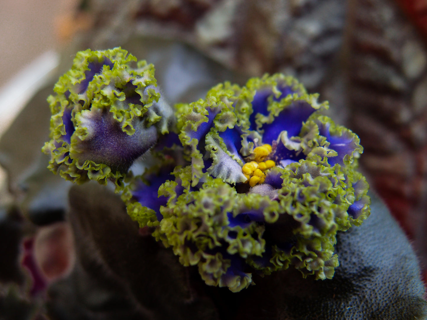 Saintpaulia Ruffled Skies II - Dibleys